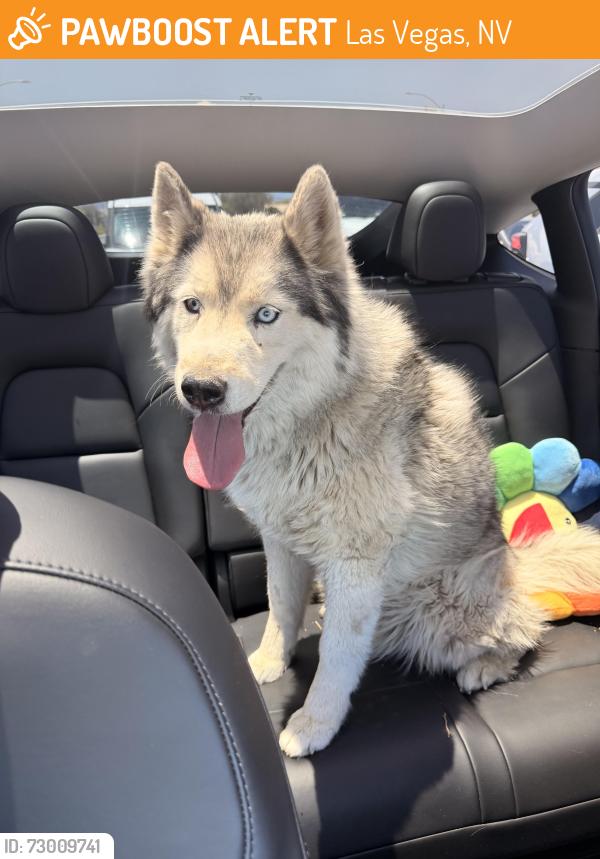 Found/Stray Male Dog last seen Russell and Jones, Las Vegas, NV 89101