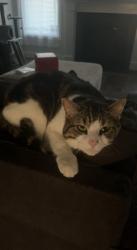 Lost Male Cat last seen Twistwd Hill Road and Penny Boy, Irmo, SC 29212