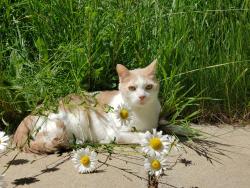 Lost Male Cat last seen Cabana and vegas valley, Las Vegas, NV 89122