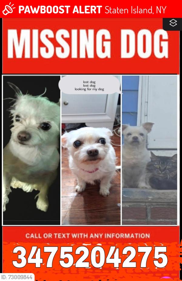 Lost Female Dog last seen Near Englewood Ave, Staten Island, NY 10309, Staten Island, NY 10309