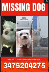 Lost Female Dog last seen Near Englewood Ave, Staten Island, NY 10309, Staten Island, NY 10309