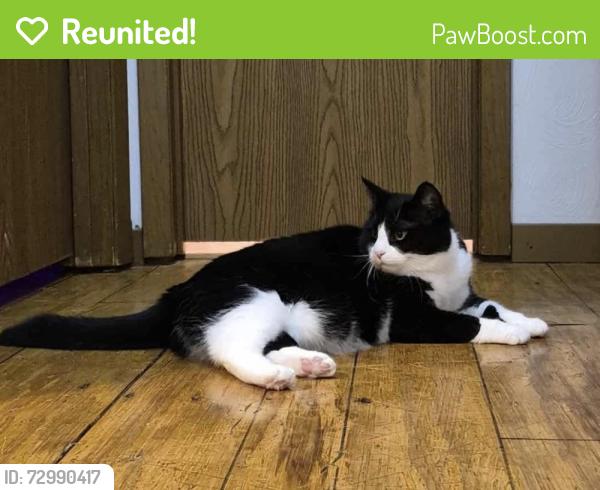 Reunited Female Cat last seen E Burrows St., Bellefonte, PA 16823