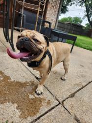 Found/Stray Male Dog last seen Fielder , Arlington, TX 76012