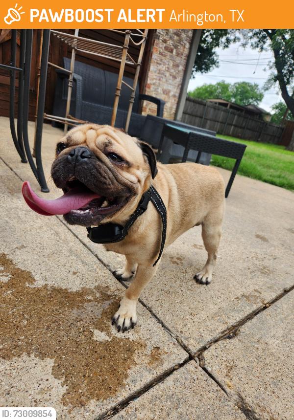 Found/Stray Male Dog last seen Fielder , Arlington, TX 76012