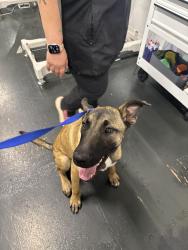 Found/Stray Male Dog last seen Stargaze drive & arkwood street , Bakersfield, CA 93307