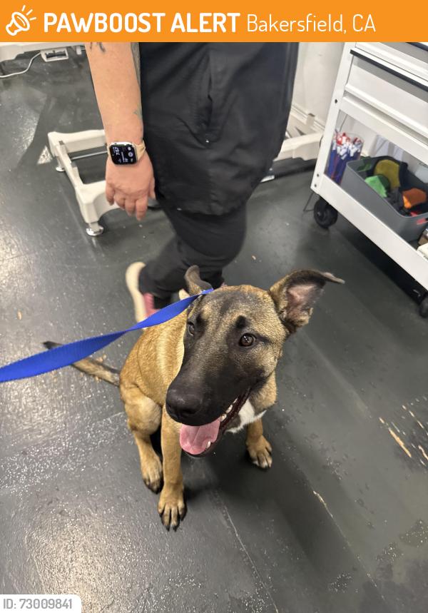 Found/Stray Male Dog last seen Stargaze drive & arkwood street , Bakersfield, CA 93307