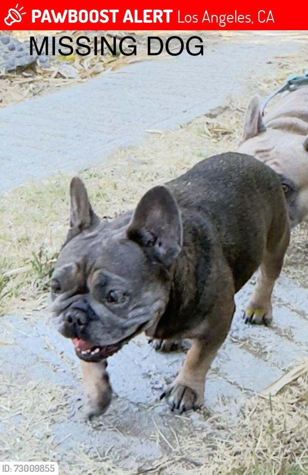 Lost Female Dog last seen Alvarado and Fargo street, Los Angeles, CA 90039