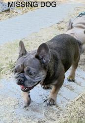 Lost Female Dog last seen Alvarado and Fargo street, Los Angeles, CA 90039