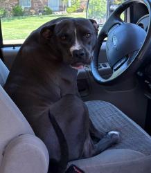 Reunited Male Dog last seen Old Elm St. St Charles 63301, Saint Charles, MO 63301