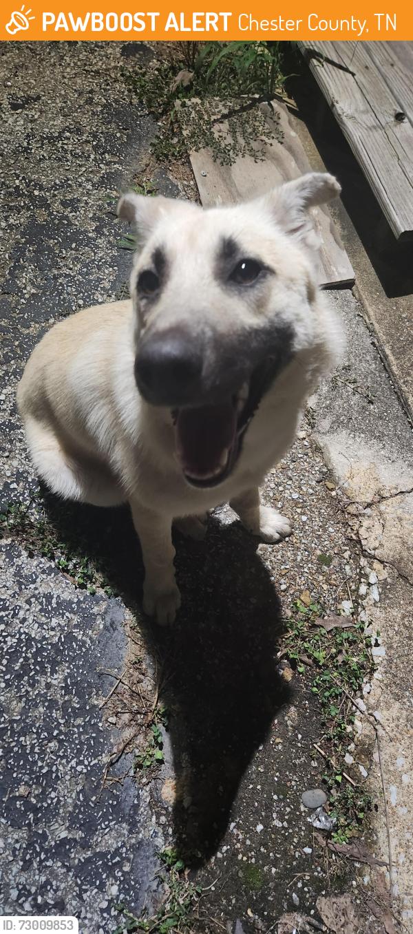 Found/Stray Female Dog last seen Parker Loop and Wilson School Henderson, TN, Chester County, TN 38340