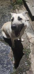 Found/Stray Female Dog last seen Parker Loop and Wilson School Henderson, TN, Chester County, TN 38340