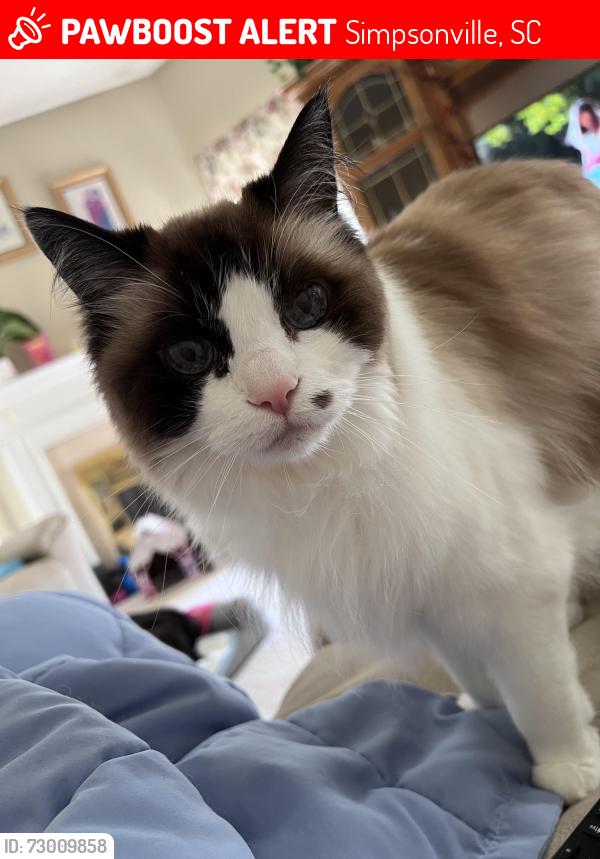 Lost Female Cat last seen Saddlers ridge subdivision , Simpsonville, SC 29680