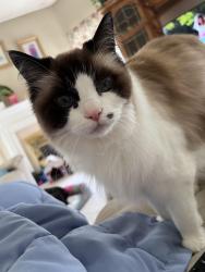 Lost Female Cat last seen Saddlers ridge subdivision , Simpsonville, SC 29680