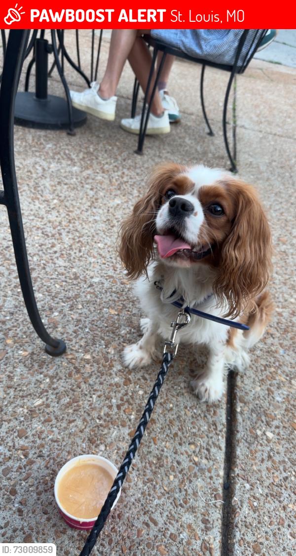 Lost Male Dog last seen Near park lane, St. Louis, MO 63147