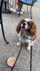 Lost Male Dog last seen Near park lane, St. Louis, MO 63147