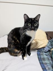 Lost Female Cat last seen Near Ashwell train overpass, Chilliwack, BC V2P 3W6