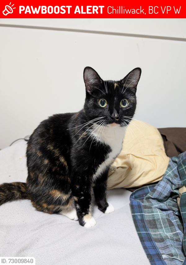 Lost Female Cat last seen Near Ashwell train overpass, Chilliwack, BC V2P 3W6