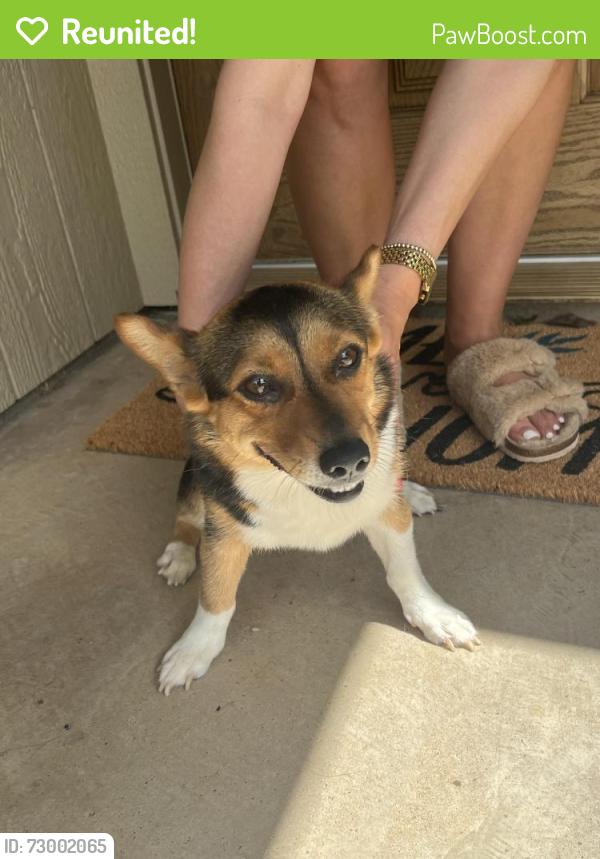 Reunited Female Dog last seen Harrison drive Kennedale , Kennedale, TX 76060