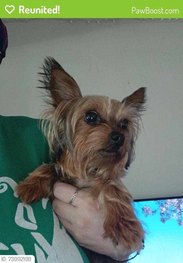 Reunited Female Dog last seen Hessen cassel rd, Hessen Cassel, IN 46819