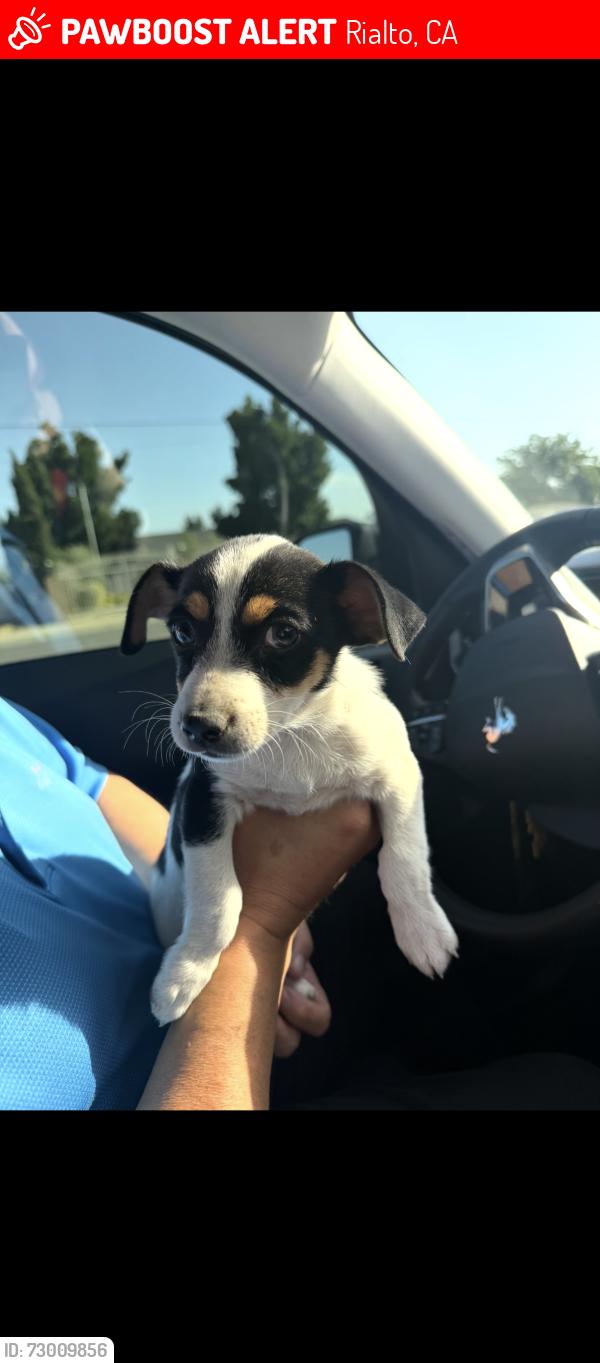 Lost Male Dog last seen Joe Simpson park, Rialto, CA 92376