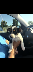 Lost Male Dog last seen Joe Simpson park, Rialto, CA 92376