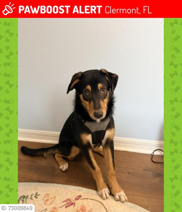 Lost Male Dog last seen The Church at South Lake, corner of Hooks St and North Hancock Rd, Clermont, FL 34715