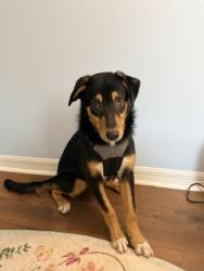 Lost Male Dog last seen The Church at South Lake, corner of Hooks St and North Hancock Rd, Clermont, FL 34715