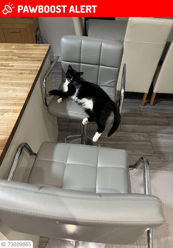 Lost Female Cat last seen Abandoned school, West Midlands, England B14 5SN