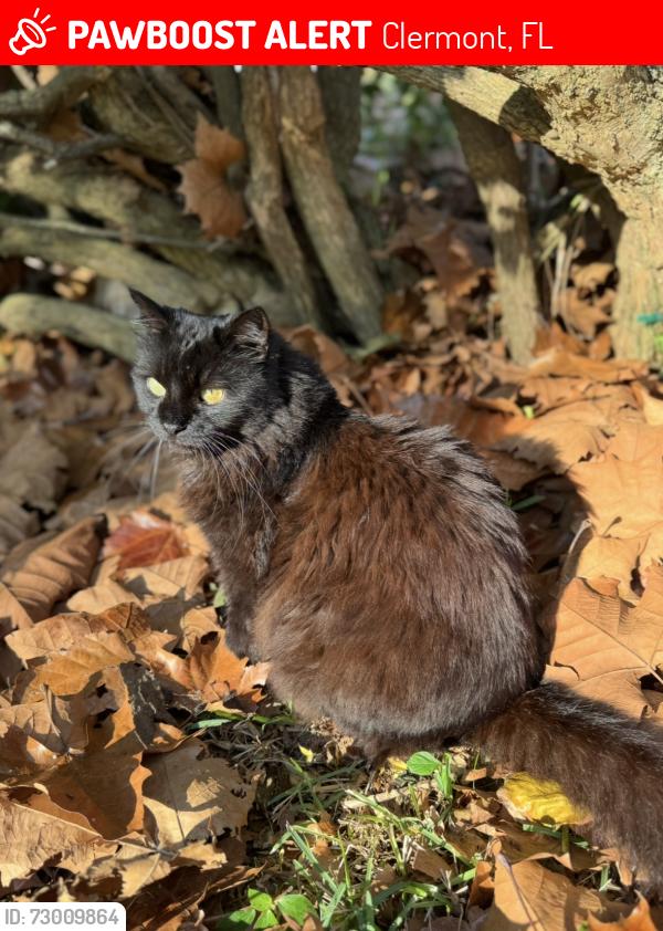 Lost Female Cat last seen North Ridge and Citrus Tower, Clermont, FL 34711