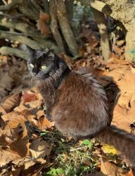 Lost Female Cat last seen North Ridge and Citrus Tower, Clermont, FL 34711