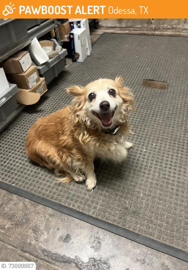 Found/Stray Unknown Dog last seen university & dixie, across from 25th, Odessa, TX 79761