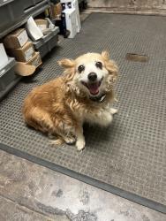 Found/Stray Unknown Dog last seen university & dixie, across from 25th, Odessa, TX 79761