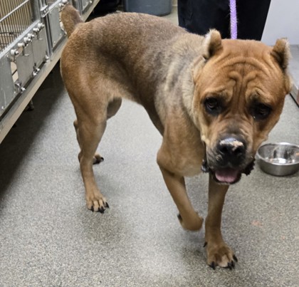 Shelter Stray Female Dog last seen cinday//warren county line, Middletown, OH, 1820 Princeton Rd, Hamilton, OH 45011, USA