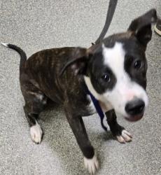 Shelter Stray Female Dog last seen Near flemming, Middletown, OH, 1820 Princeton Rd, Hamilton, OH 45011, USA