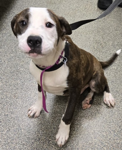 Shelter Stray Male Dog last seen Near flemming, Middletown, OH, 1820 Princeton Rd, Hamilton, OH 45011, USA