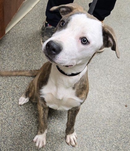 Shelter Stray Female Dog last seen Near flemming, Middletown, OH, 1820 Princeton Rd, Hamilton, OH 45011, USA