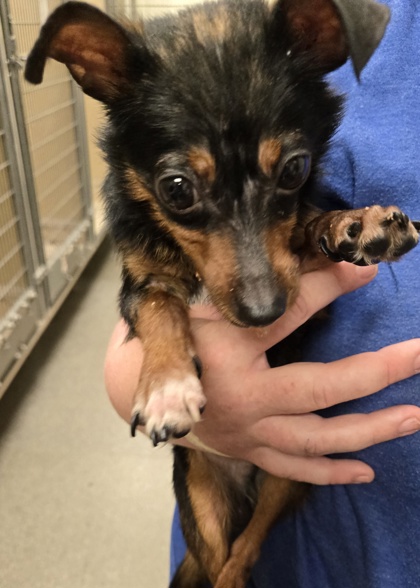 Shelter Stray Male Dog last seen Near Kennedy Rd, St. Clair Twp, OH, 1820 Princeton Rd, Hamilton, OH 45011, USA