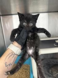 Shelter Stray Female Cat last seen Near North Ridge Rd., New Bern, NC, 1639 Old Airport Rd, New Bern, NC 28562, USA