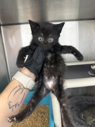 Shelter Stray Female Cat last seen Near North Ridge Rd., New Bern, NC, 1639 Old Airport Rd, New Bern, NC 28562, USA