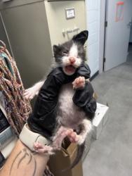 Shelter Stray Male Cat last seen Near Grace Ave, New Bern City Limits, NC, 1639 Old Airport Rd, New Bern, NC 28562, USA