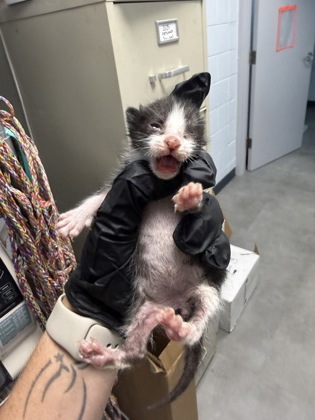 Shelter Stray Male Cat last seen Near Grace Ave, New Bern City Limits, NC, 1639 Old Airport Rd, New Bern, NC 28562, USA