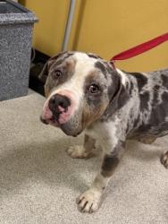 Shelter Stray Male Dog last seen Near Ridgeview St - By ENV CODE, 75149, TX, 1650 Gross Rd, Mesquite, TX 75149, USA