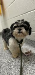 Shelter Stray Male Dog last seen Near Rambling Rd, City of Knoxville ASO, TN, 3201 Division St, Knoxville, TN 37919, USA