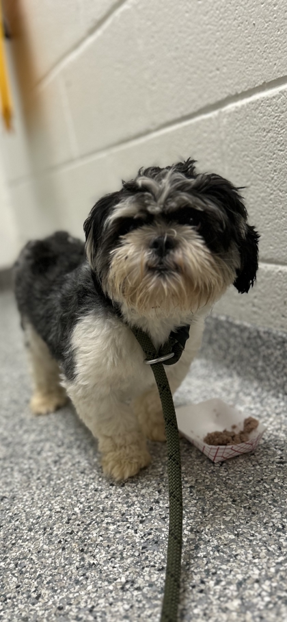Shelter Stray Male Dog last seen Near Rambling Rd, City of Knoxville ASO, TN, 3201 Division St, Knoxville, TN 37919, USA