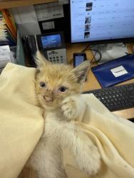 Shelter Stray Male Cat last seen Near Serra - Front Porch in a Pot, 75149, TX, 1650 Gross Rd, Mesquite, TX 75149, USA