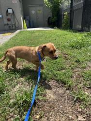 Shelter Stray Female Dog last seen Near Chevy Ln, Knox County ASO, TN, 3201 Division St, Knoxville, TN 37919, USA