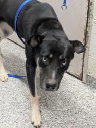 Shelter Stray Female Dog last seen Near Hoitt Ave, City of Knoxville ASO, TN, 3201 Division St, Knoxville, TN 37919, USA