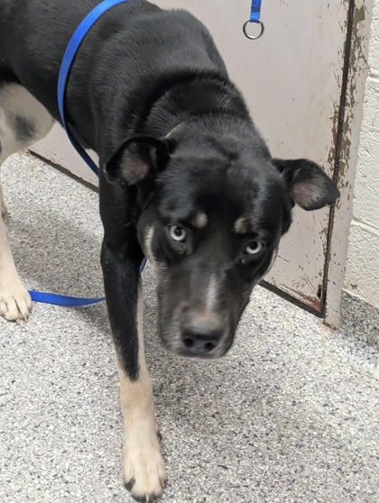 Shelter Stray Female Dog last seen Near Hoitt Ave, City of Knoxville ASO, TN, 3201 Division St, Knoxville, TN 37919, USA