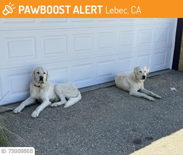 Found/Stray Male Dog last seen Lebec ranch, Lebec, CA 93243