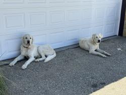 Found/Stray Male Dog last seen Lebec ranch, Lebec, CA 93243